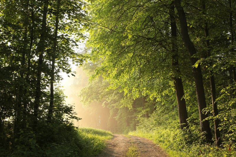 dirt road through a misty spring forest at dawn rural road through an spring deciduous forest in the sunshine the morning fog