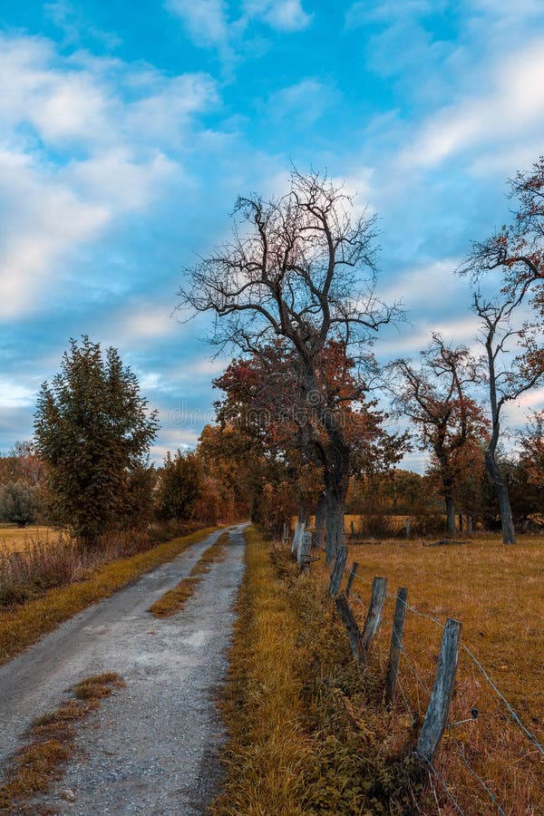 Dirt road with old trees in autumn. Dirt road with old trees in autumn