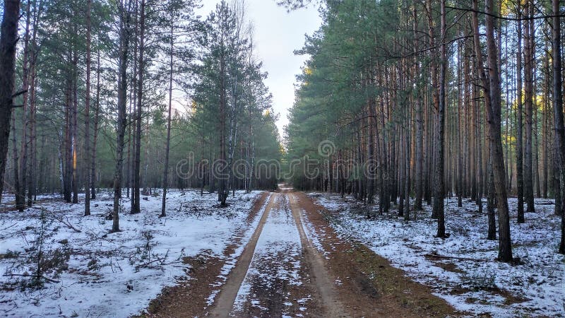 The dirt road runs through a pine forest. In some places the rays of the winter setting sun are breaking through. Everything aroun royalty free stock image