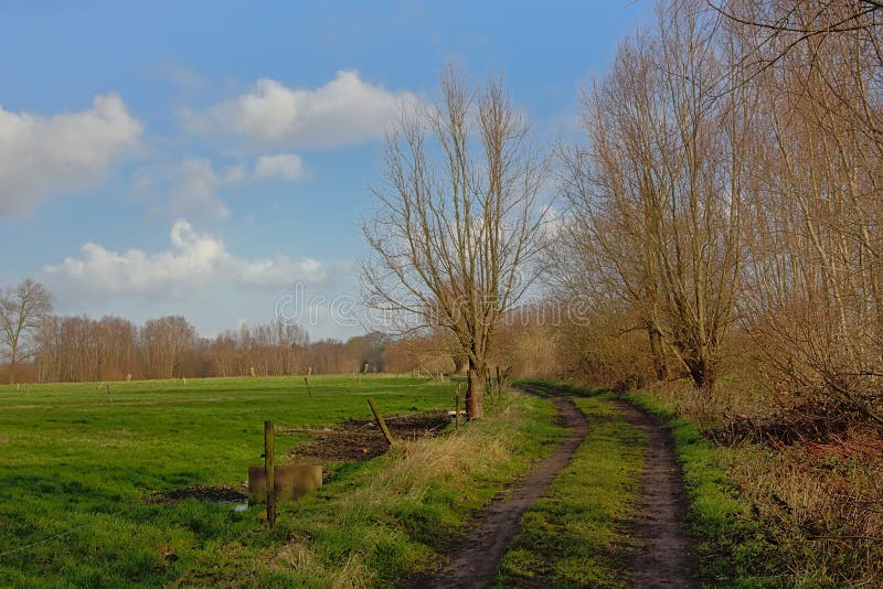 Country road along a green meadow with bare pollarded willows in the Flemish countryside in Oude Kale nature reserve on a winter day. Country road along a green meadow with bare pollarded willows in the Flemish countryside in Oude Kale nature reserve on a winter day