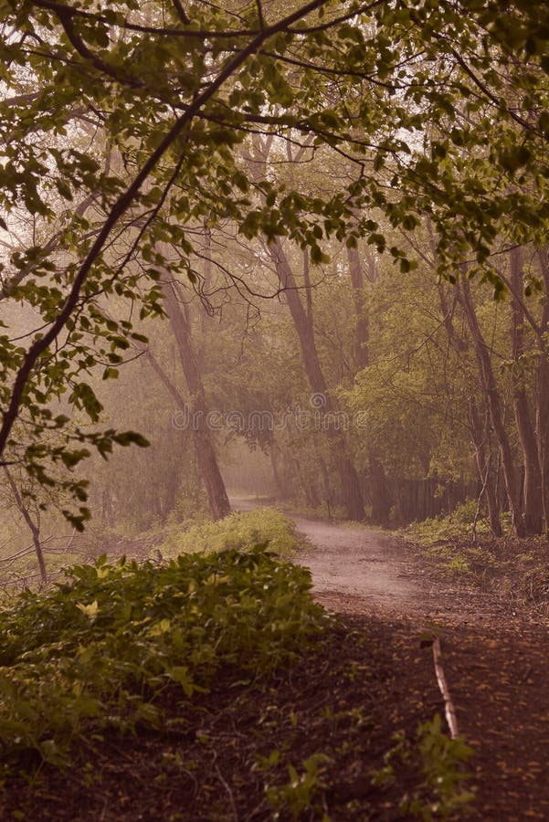 Dirt Road among Trees on a Rainy Day. Stock Image Image of road