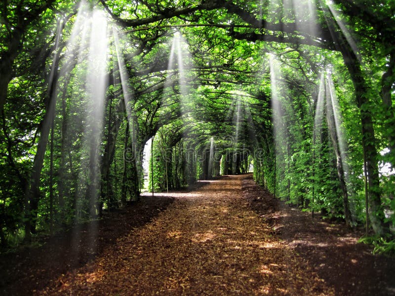 Dirt road tunnel covered with plants and sun rays.