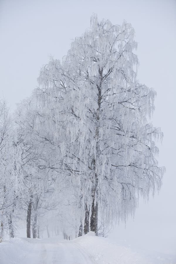 Dirt road at winter