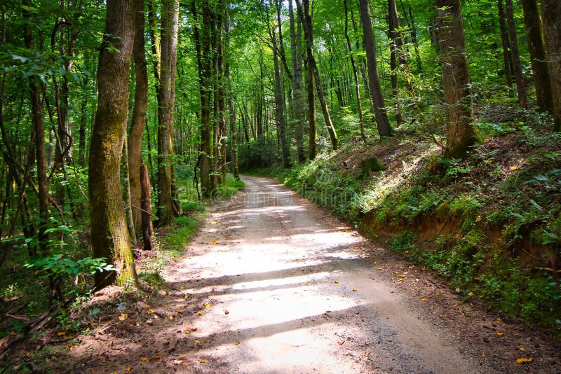 A Dirt Road through the Woods in the Mountains. Stock Image Image of