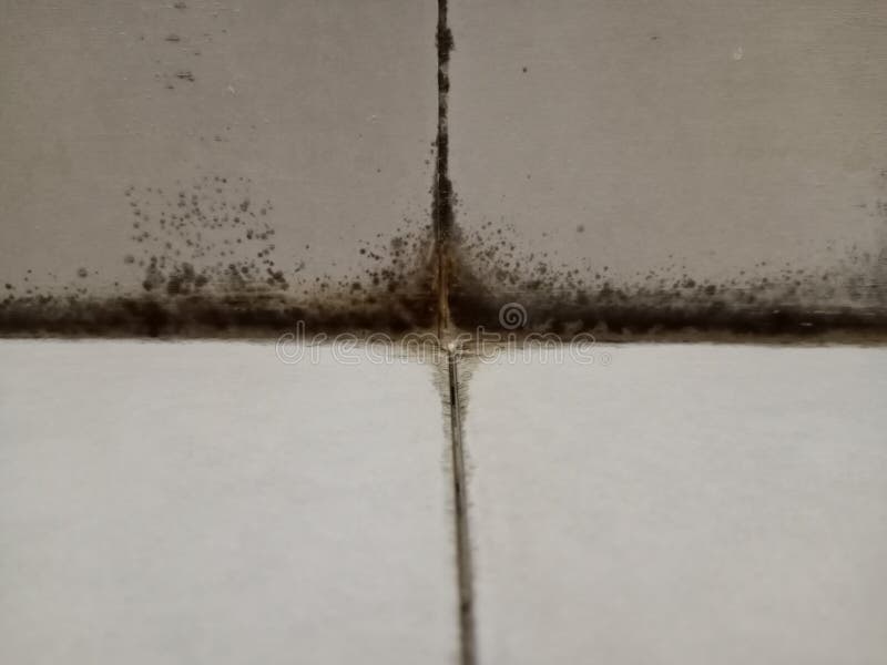 Dirty bathroom stock photo. Image of health, principles 261840420