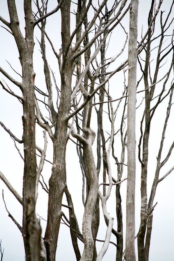 Dirty branches