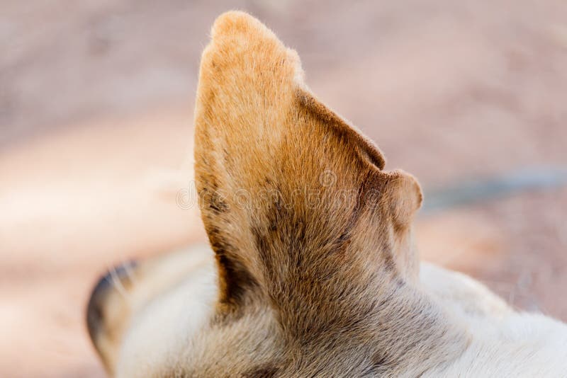 Dirty ears? stock image. Image of gray, hygiene, medical 11208881