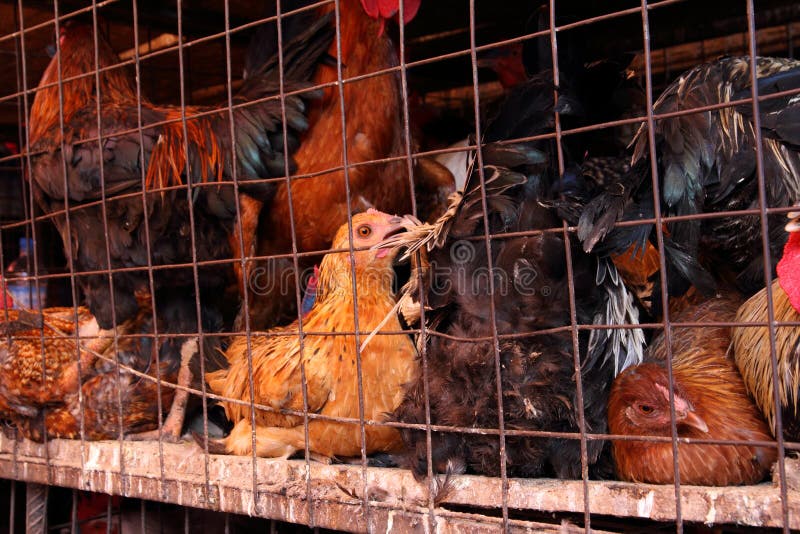 caged chickens caged chickens