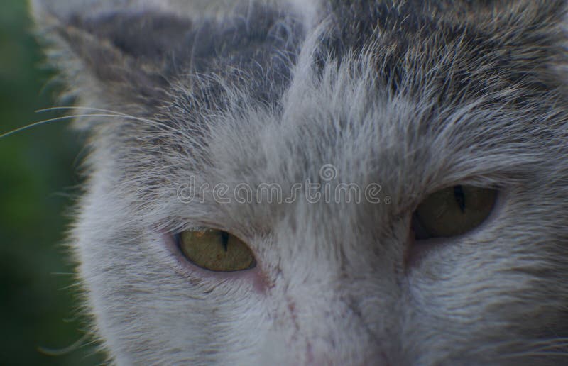 Dirty cat stock image. Image of animal, color, dirty 223679393