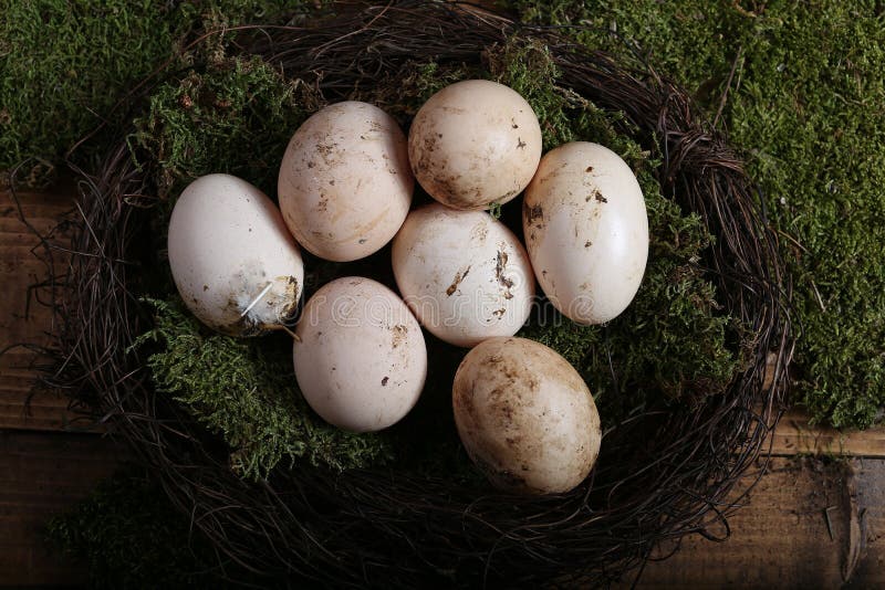 Dirty chicken eggs stock photo. Image of wood, background 71900994