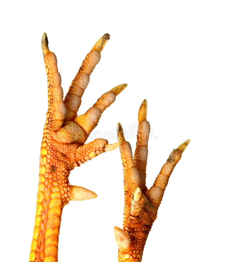 Dirty chicken foot. stock image. Image of close, nail 204242501