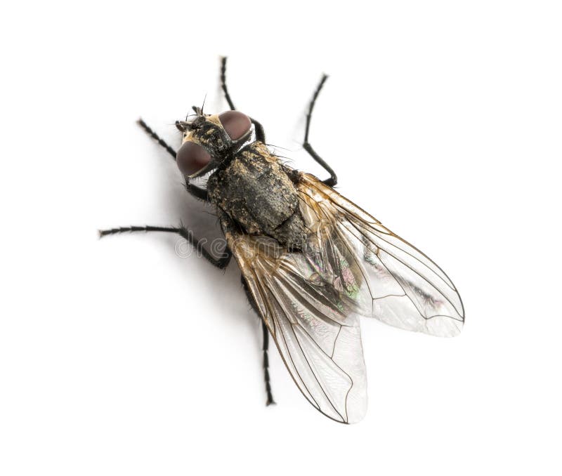 Dirty Common housefly viewed from up high, Musca domestica, isolated on white