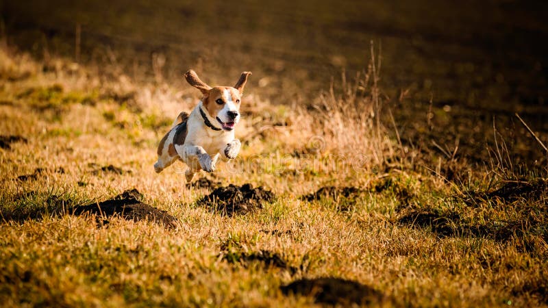 Dirty Dog Beagle running fast and jumping with tongue out through field in a spring stock photography