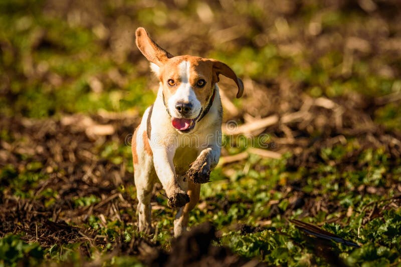 Dirty Dog Beagle running fast and jumping with tongue out through field in a spring royalty free stock photo