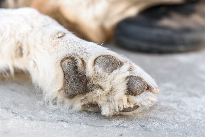 773 Dirty Dog Paws Duab - Dawb & Royalty-Free Stock Photos from Dreamstime