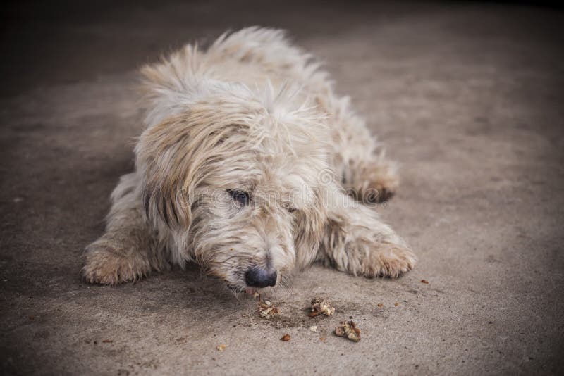 20,792 Dirty Dog Stock Photos Free & RoyaltyFree Stock Photos from