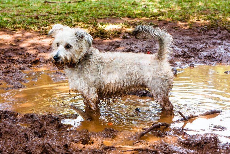 Dirty Dog Stock Photo Image 56235475