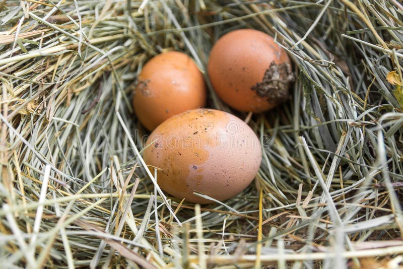 Dirty Hen Eggs on Wooden Table, Top View, Copy Space for Text Stock