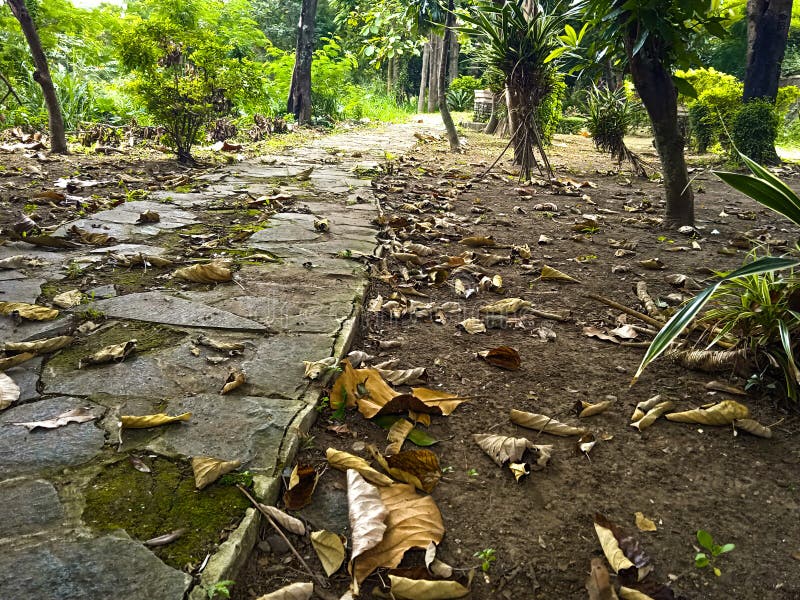 Dirty Garden, and Lots of Fallen Leaves. Stock Image Image of dirty