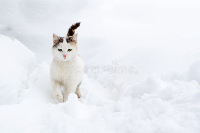 Dirty homeless cat in the snow moving through the snow