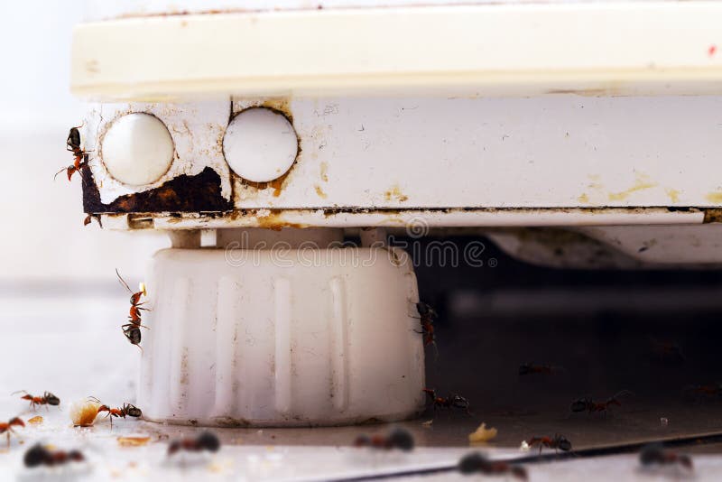 Sugar Ants Kitchen Stock Photos Free & RoyaltyFree Stock Photos from