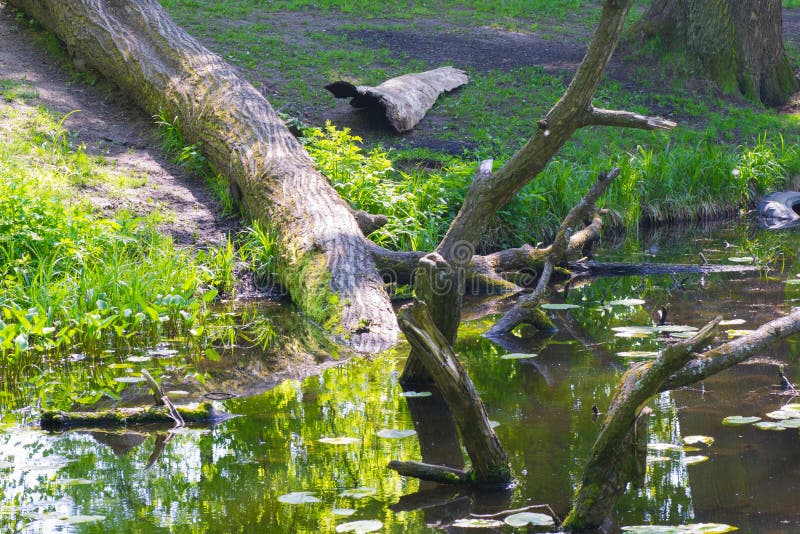 Dirty lake stock image. Image of pond, environmental 54932039