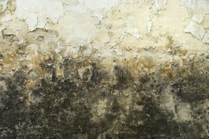 Dirty Mouldy Old Wall