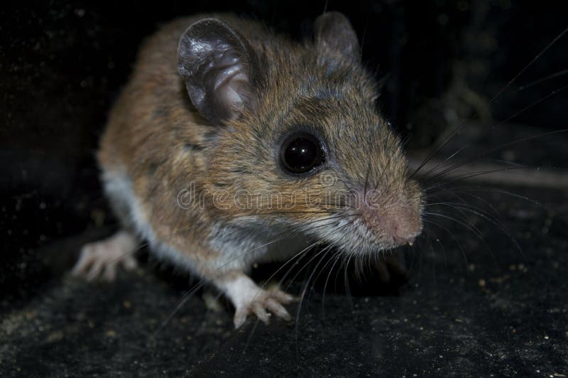 A Dirty Mouse is Lurking in the Dark. Stock Photo Image of hide, feed