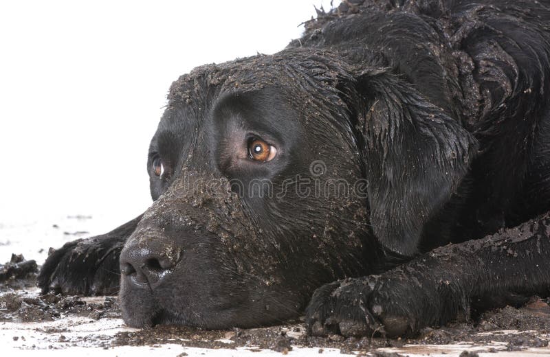 Dirty muddy dog stock photo. Image of down, laying, retriever 77971040