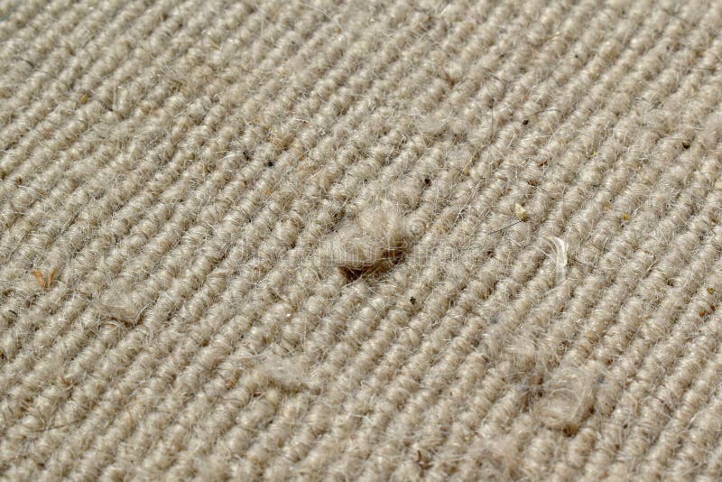 571 Dirty Hair Carpet Stock Photos - Free & Royalty-Free Stock Photos from  Dreamstime