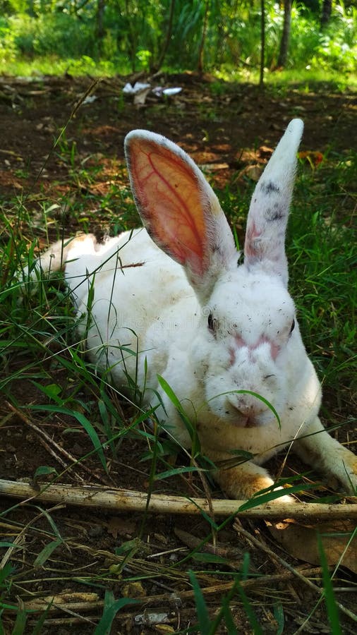 718 Dirty Rabbit Stock Photos Free & RoyaltyFree Stock Photos from