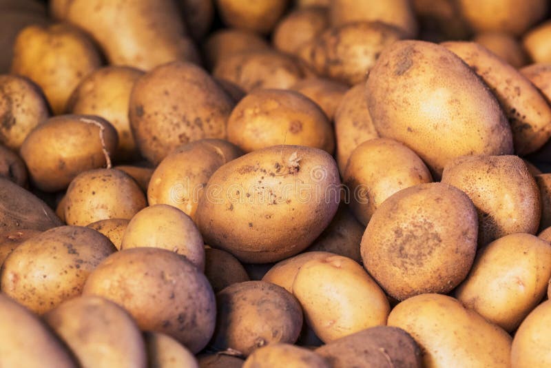 Lots of Dirty Potatoes Dug Out of the Ground Stock Image Image of eating, land 104426875