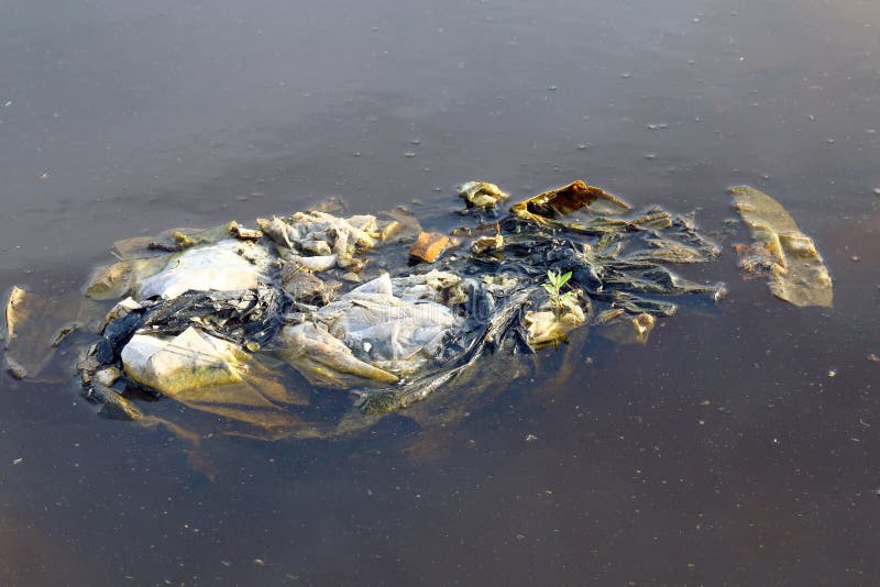 Dirty Waste Plastic Bags on the Surface Water, Waste Plastic Bags Do ...