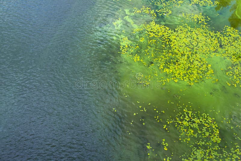 Dirty water in the river. Pollution of the river water. Ecological problems. Algae bloom. Top view