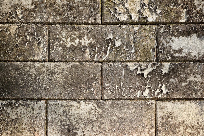 Dirty White Concrete Wall with Stains of Dried Moss Stock Photo Image