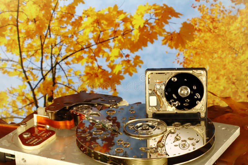 Disassembled HDD in damp autumn wood