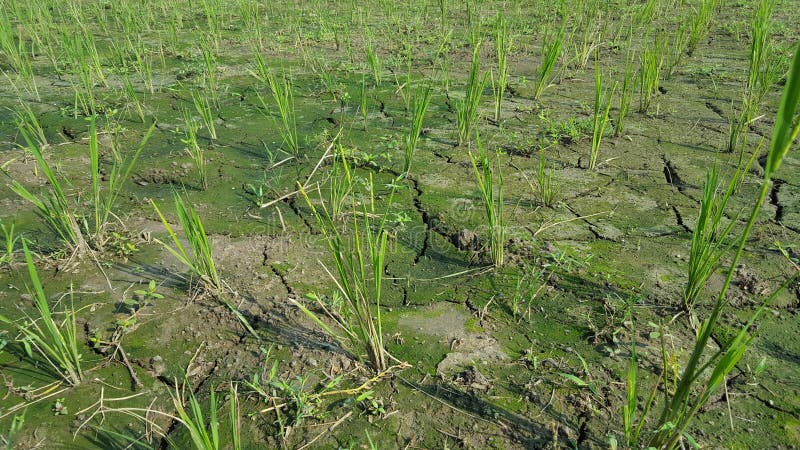 Disaster drought water that hit the area of rice with the rice plant