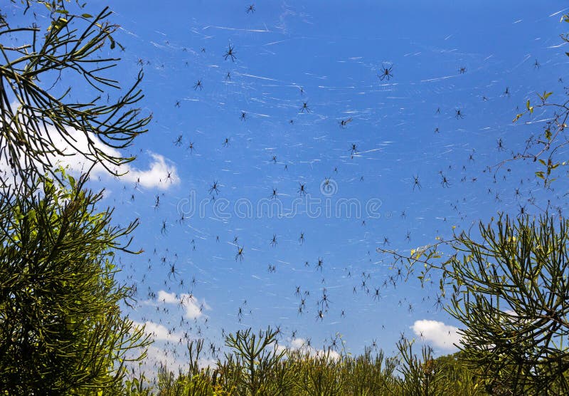 Disastrous forest with spiders on Debre Sina Island on the lake stock photo Disastrous forest with spiders on Debre Sina Island on the lake stock photo