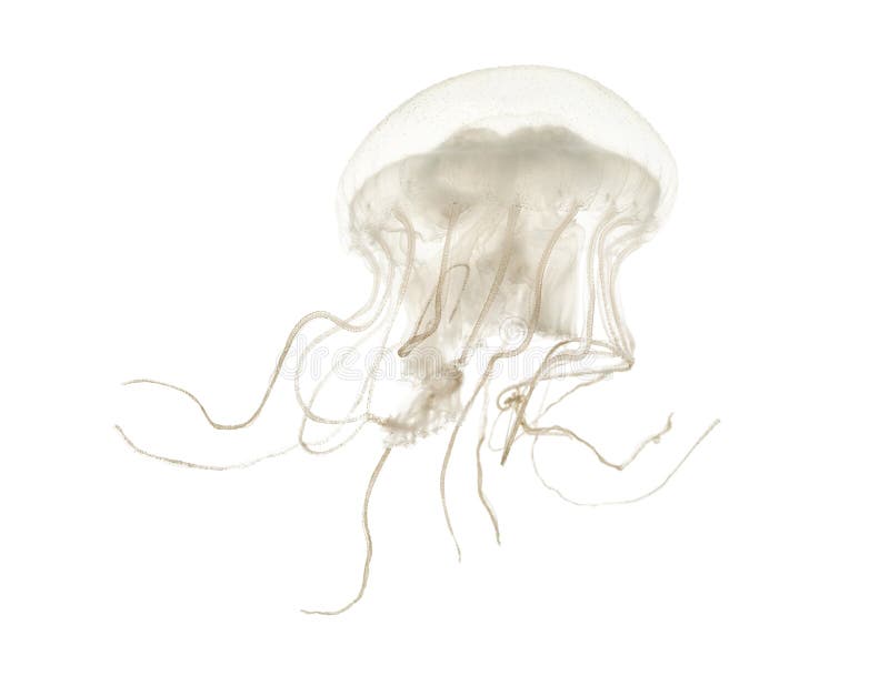 Disc jellyfish, Sanderia malayensis