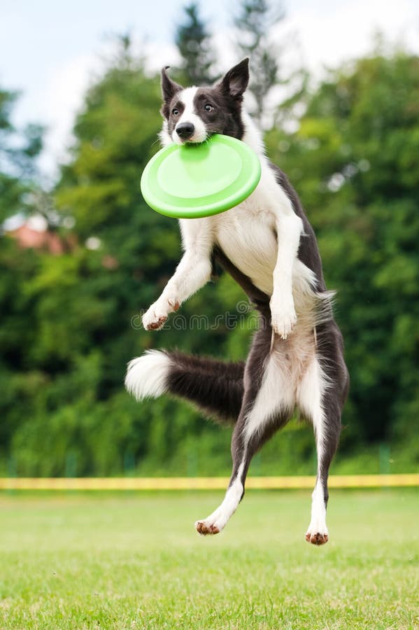 Disco volador de cogida del perro del border collie en salto imágenes de archivo libres de regalías Disco volador de cogida del perro del border collie en salto imágenes de archivo libres de regalías