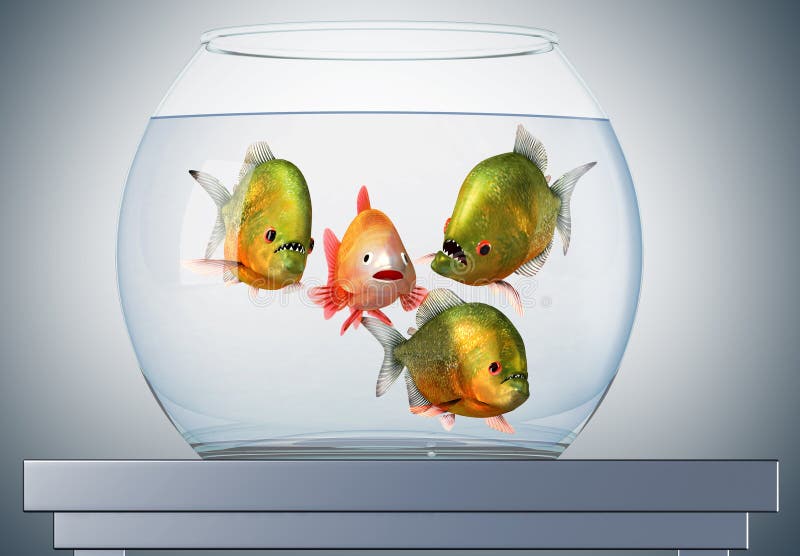 Goldfish and three piranhas in isolated aquarium. Goldfish and three piranhas in isolated aquarium