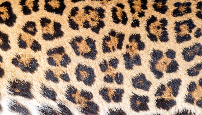 Exquisite leopard print texture offering a luxurious and wild aesthetic for designs royalty free illustration