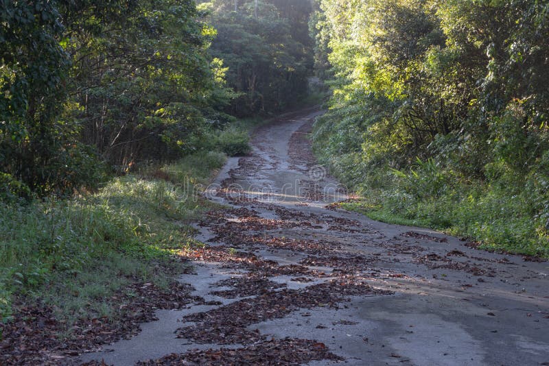 Discovery national park in vietnam, hiking, climbing, walking with friends in the pine forest part 5 stock image Discovery national park in vietnam, hiking, climbing, walking with friends in the pine forest part 5 stock image
