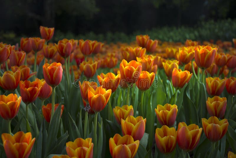 Discret de la tulipe orange dans la brume photos libres de droits Discret de la tulipe orange dans la brume photos libres de droits