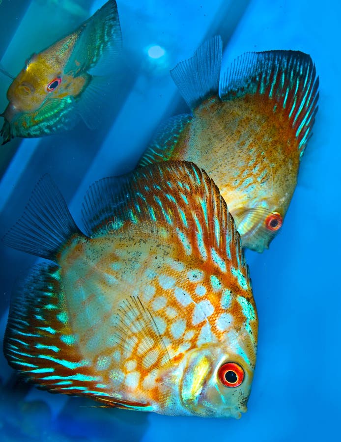 Colorful discus fish stock image. Image of group, swimming 31404897