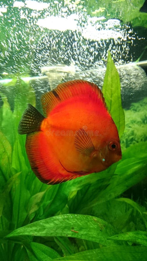 Symphysodon Discus Aquarium Fish Stock Image Image of aquarium, water