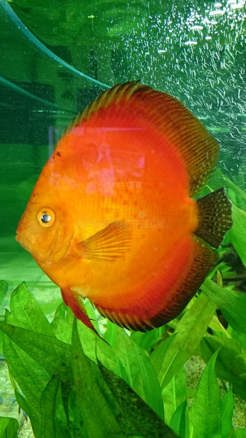 Discus aquarium fish stock photo. Image of fins, flow 51549108