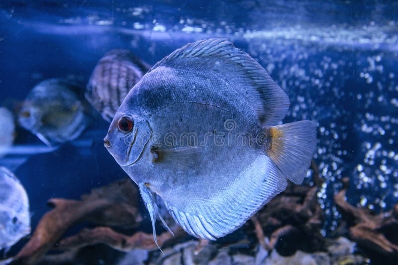 Discus aquarium fish stock photo. Image of cute, concept 272422990