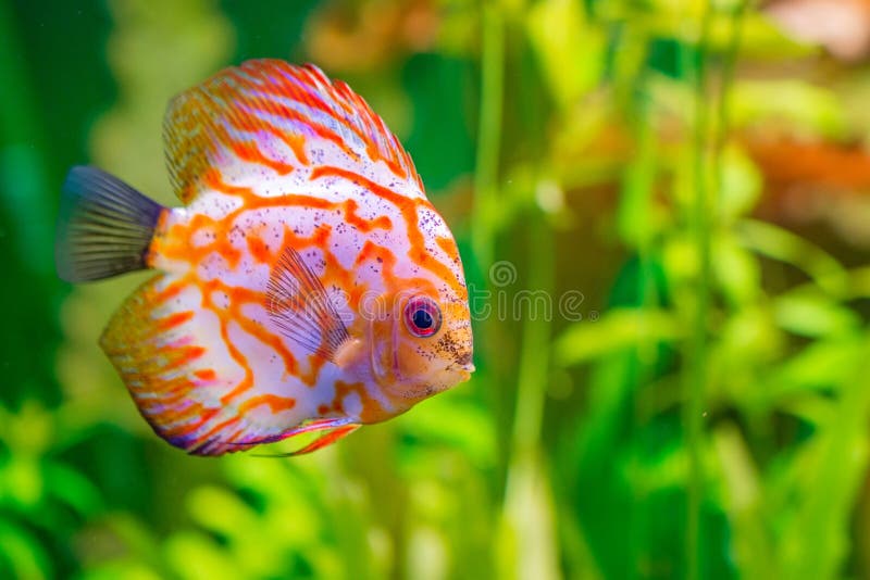 Discus in aquarium stock image. Image of discus, storage 81473023