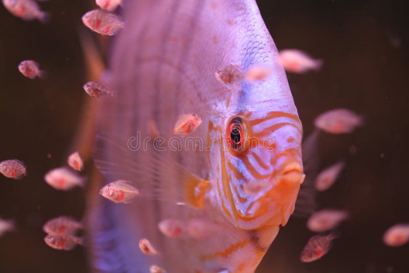 Discus and Baby fish royalty free stock images
